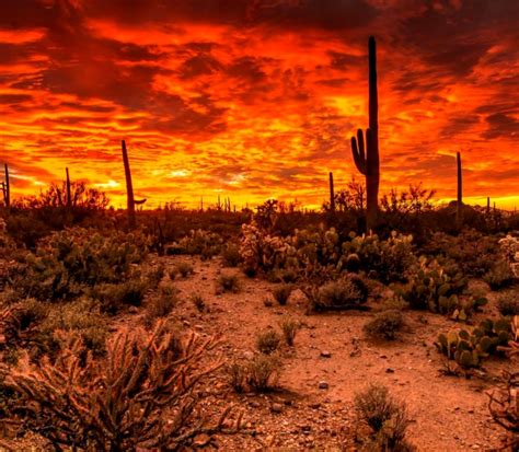 Sonoran Desert Sunset Wallpaper | Mega Wallpapers