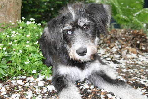 Siberpoo Puppies