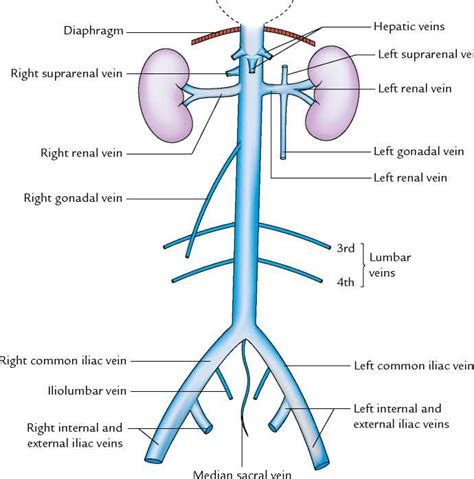 Hepatic Vein Inferior Vena Cava