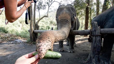 Chiang Mai Elephant Sanctuary (Thailand)