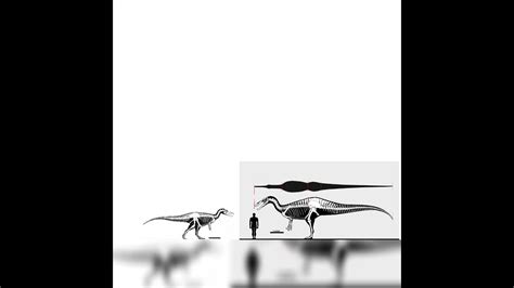 Baryonyx And Suchomimus Size Comparison - YouTube