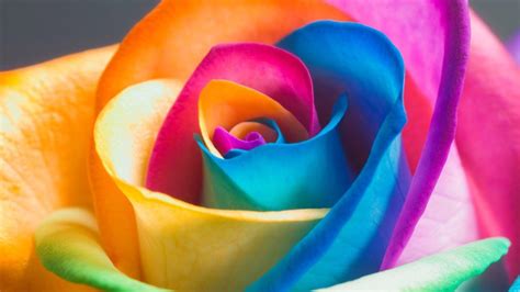 Rainbow Roses Wallpapers - Top Free Rainbow Roses Backgrounds - WallpaperAccess