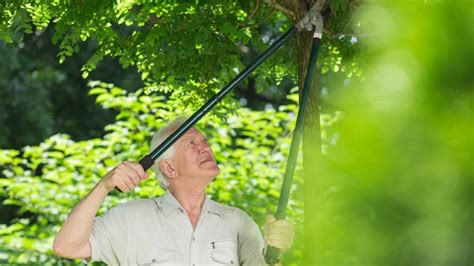 10 Health Benefits of Tree Trimming | Get Tree Care Service