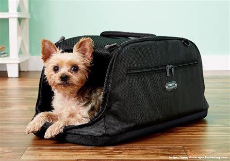 Small Dog Accessories Needed for Traveling | DL4U-Pets