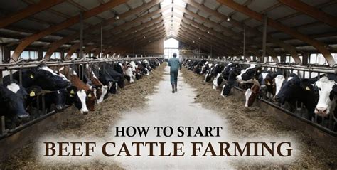 How to Start Beef Cattle Farming