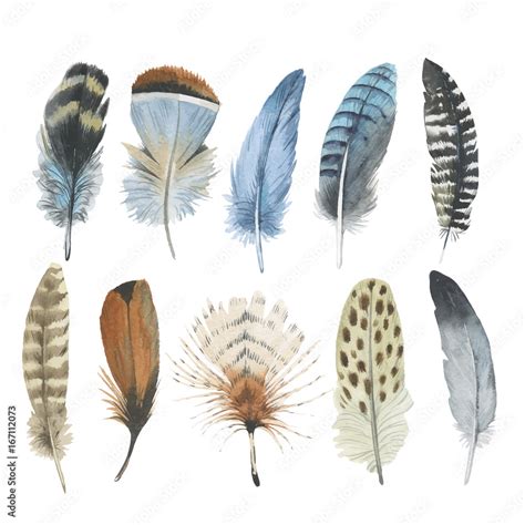 Vector bird feather from wing isolated. Aquarelle feather for background, texture, wrapper ...