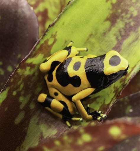 Why Poison Dart Frogs Raised in Captivity Lose Their Toxicity