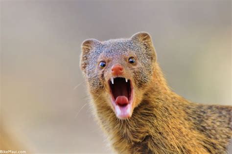 Hawaii Mongoose - Maui Animal of the Month