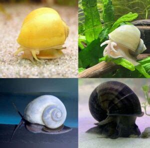 Nerite vs Mystery Snail: Differences & Similarities Explained - The Aquarium Keeper