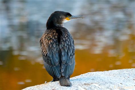 great-cormorant-juvenile-niles-pond-gloucester-massachustts-1-copyright ...