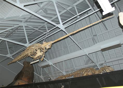 Narwhal Skeleton TNHM | Narwhal skeleton. | Rupert | Flickr