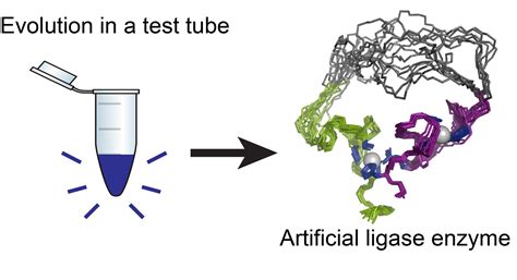 First artificial enzyme created by evolution in a test tube | Kurzweil