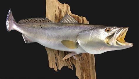 Fish Mounts and Fish Replicas Made the USA - New Wave Taxidermy