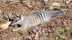 Numbat | The Animal Facts | Appearance, Diet, Habitat, Behavior, Lifespan