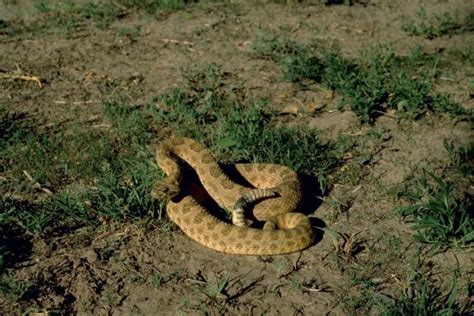 Free picture: prairie, rattlesnake, crotalus, viridis