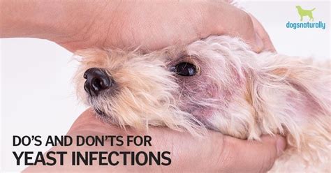 4 Simple Steps To Manage Yeast Infections In Dogs | Dogs Naturally