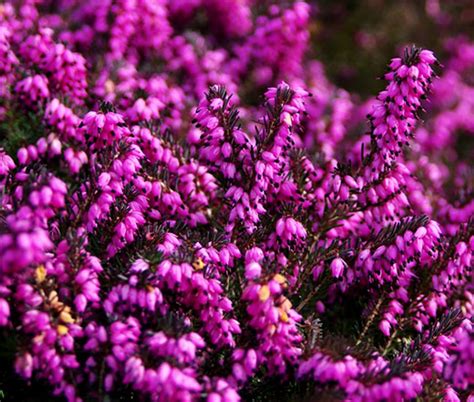 Calluna Scotch Heather Calluna Vulgaris Seeds