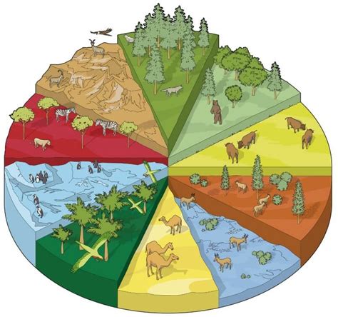 Environment and Ecosystem, Components of an Ecosystem - PMF IAS