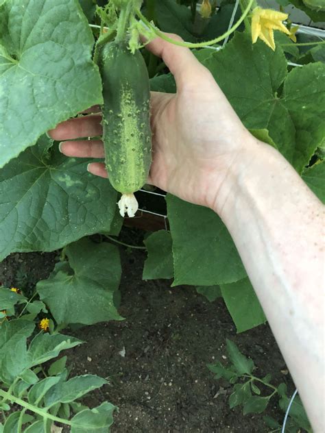 First cucumber harvest! So excited! : gardening