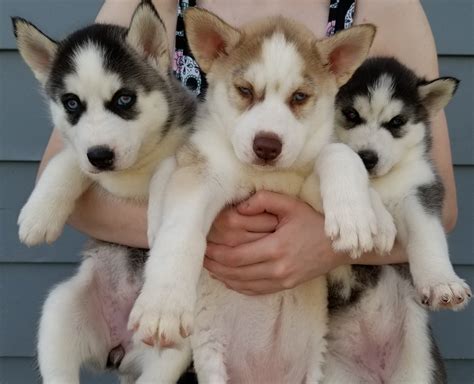 Siberian Husky Puppies For Sale | West Haven, CT #275673