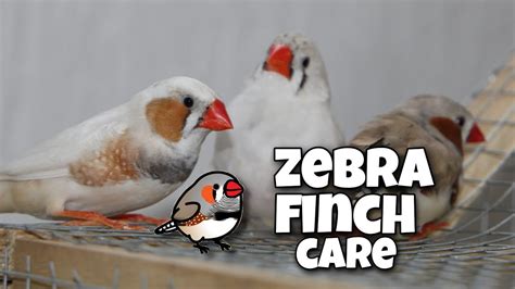 Zebra finch care | for beginners – HousePetsCare.com