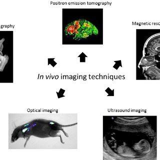 Main in vivo imaging techniques. | Download Scientific Diagram