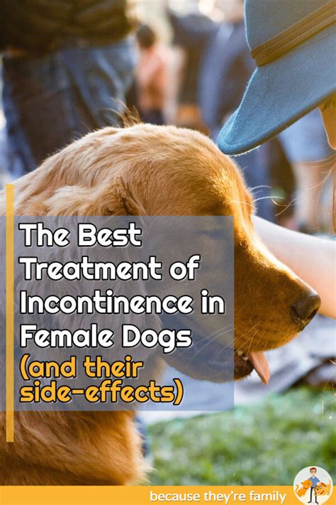 The Best Treatment of Incontinence in Female Dogs (and their side-effects) — Our Pet's Health