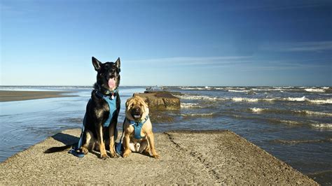 Discover the Best Dog Friendly Beaches in Pearland Texas