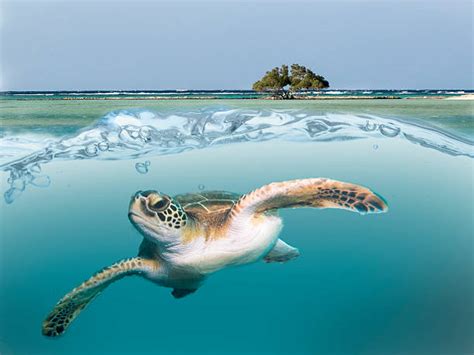 Best Turtle Wave Stock Photos, Pictures & Royalty-Free Images - iStock