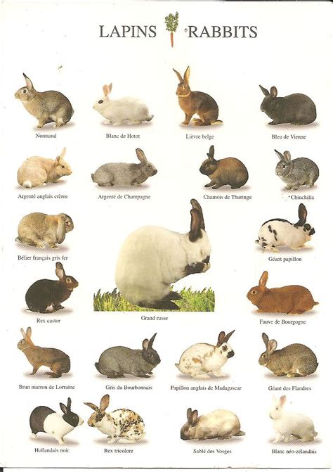 Hopping Along | Rabbit breeds, Pet rabbit care, Animal posters