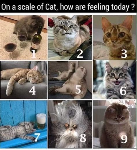 How are you feline today?? 🤪 | Funny cat memes, Cat memes, Cats