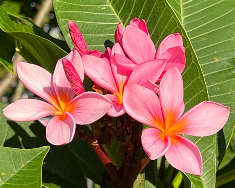 Plumeria rubra | GardensOnline