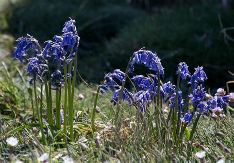 Ann Miles Blog: Flowers in Guernsey