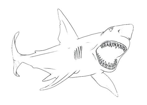 Shark Outline Drawing at PaintingValley.com | Explore collection of Shark Outline Drawing