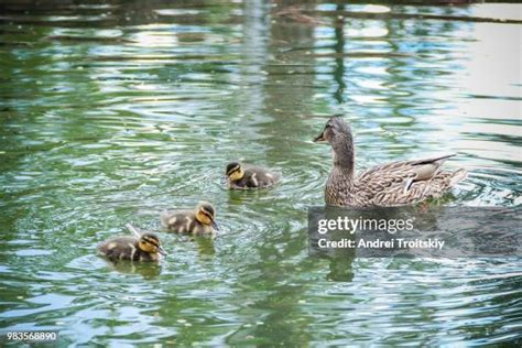 272 Duck Swimming Underwater Stock Photos, High-Res Pictures, and Images - Getty Images