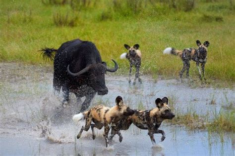 Top Predators of Africa - Africa's Successful Hunters