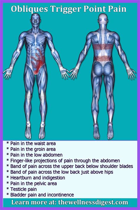 Pin on Abs and Low Back Muscles