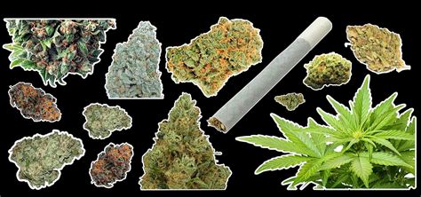 Amazon.com : Weed Marijuana Cannabis Vinyl Stickers Bud Pack #1 : Sports & Outdoors