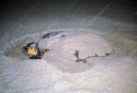 Loggerhead turtle nesting - Stock Image - Z752/0074 - Science Photo Library