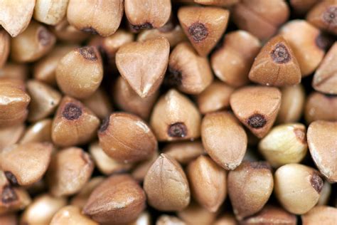 Buckwheat seeds | A plain patch of buckwheat seeds | Ervins Strauhmanis ...