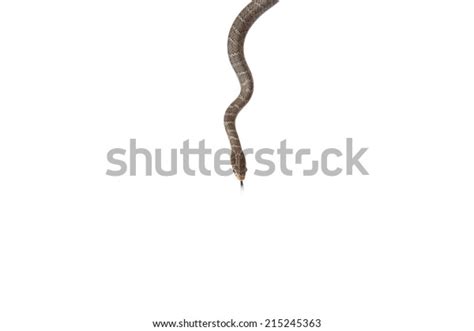 Top View Snake Isolated On White Stock Photo (Edit Now) 215245363