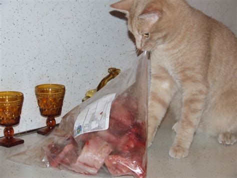 Transitioning Your Cat to a Raw Diet