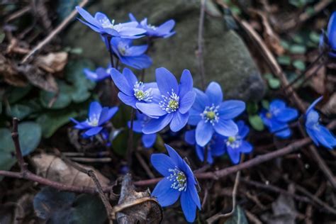 Free Images : nature, forest, blossom, flower, spring, botany, blue, flora, wildflower, scilla ...