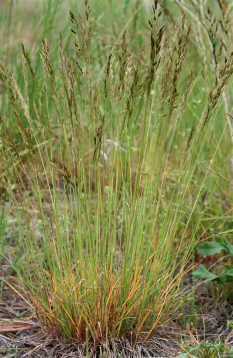 Chewing’s Red Fescue – Boussole fourragère