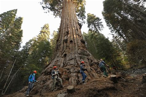 Hundreds of giant sequoias killed by California's Castle fire - Los ...