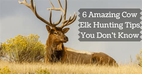 6 Amazing Cow Elk Hunting Tips You Don't Know