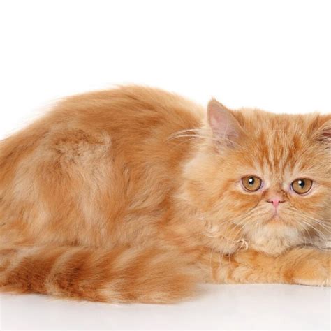 8 Garfield Cat Breeds that love Lasagna