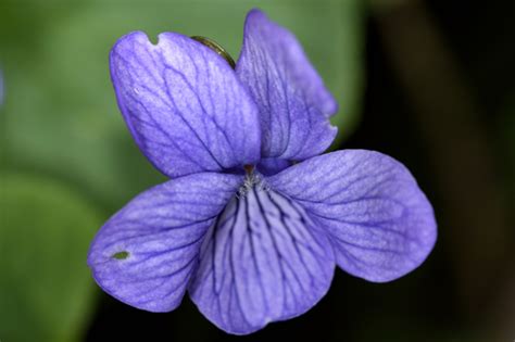 Alaska Violet (Viola langsdorffii) · iNaturalist