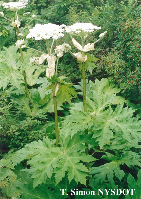 Giant Hogweed