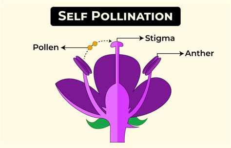 Types of Pollination - Self and Cross Pollination - GeeksforGeeks